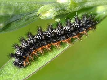  Chenille de Melitaea phoebe D. & S. - ©Sylvie Michelin