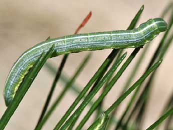  Chenille de Bupalus piniaria L. - ©Raymond Villatte