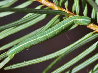  Chenille de Bupalus piniaria L. - Raymond Villatte