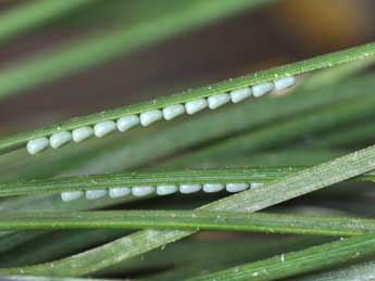  Oeuf de Bupalus piniaria L. - Philippe Mothiron