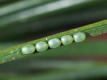  Oeuf de Bupalus piniaria L. - ©Philippe Mothiron