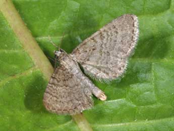 Eupithecia plumbeolata Hw. adulte - ©Philippe Mothiron