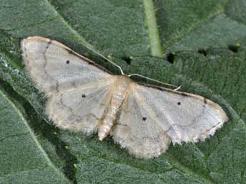 Idaea politaria Hb. adulte - ©Philippe Mothiron