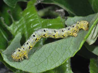  Chenille de Lycia pomonaria Hb. - ©Philippe Mothiron