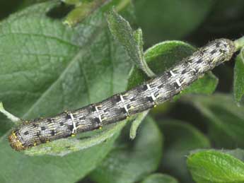  Chenille de Lycia pomonaria Hb. - Philippe Mothiron