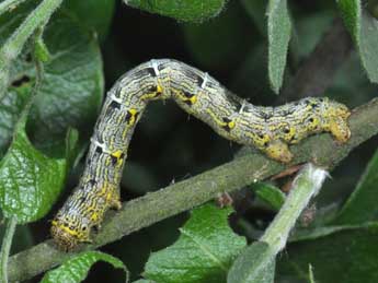  Chenille de Lycia pomonaria Hb. - Philippe Mothiron