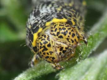  Chenille de Lycia pomonaria Hb. - ©Philippe Mothiron