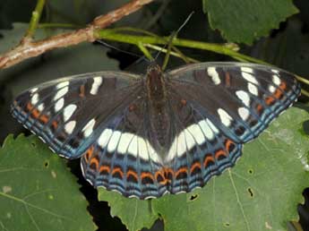 Limenitis populi L. adulte - ©Wolfgang Wagner, www.pyrgus.de