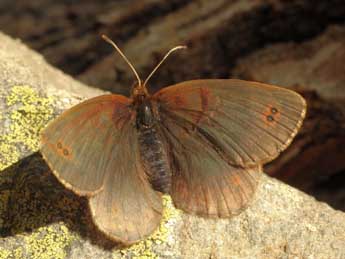 Erebia pronoe Esp. adulte - ©Daniel Morel