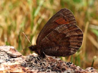 Erebia pronoe Esp. adulte - ©Daniel Morel