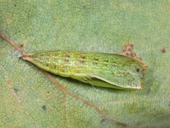  Chrysalide de Cyclophora punctaria L. - Philippe Mothiron
