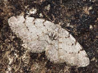 Aethalura punctulata D. & S. adulte - Daniel Morel