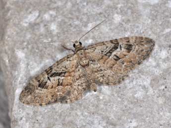 Eupithecia pusillata D. & S. adulte - ©Philippe Mothiron