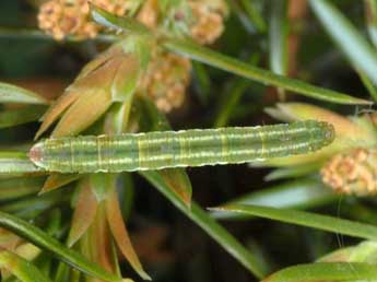  Chenille de Eupithecia pusillata D. & S. - ©Wolfgang Wagner, www.pyrgus.de