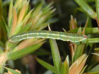  Chenille de Eupithecia pusillata D. & S. - Wolfgang Wagner, www.pyrgus.de