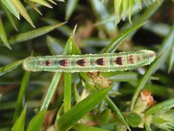  Chenille de Eupithecia pusillata D. & S. - ©Wolfgang Wagner, www.pyrgus.de