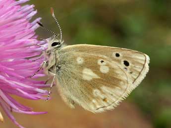 Agriades pyrenaicus Bsdv. adulte - ©Daniel Morel