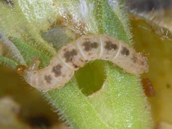  Chenille de Eupithecia pyreneata Mab. - Wolfgang Wagner, www.pyrgus.de