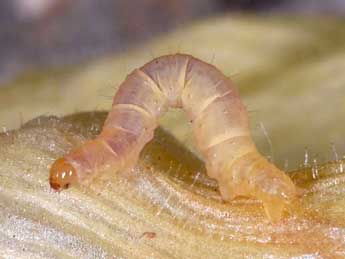  Chenille de Eupithecia pyreneata Mab. - Wolfgang Wagner, www.pyrgus.de