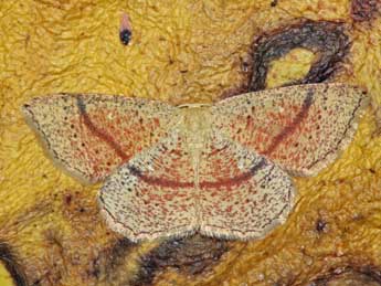 Cyclophora quercimontaria Bastbg adulte - Jean-Paul Coat