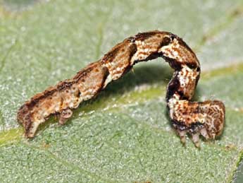  Chenille de Cyclophora quercimontaria Bastbg - ©Jean-Paul Coat