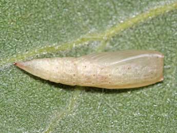  Chrysalide de Cyclophora quercimontaria Bastbg - Jean-Paul Coat