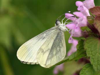 Leptidea reali Reissinger adulte - ©Daniel Morel