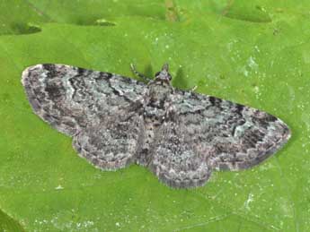 Pasiphila rectangulata L. adulte - ©Philippe Mothiron