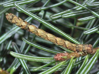  Chenille de Deileptenia ribeata Cl. - ©Philippe Mothiron