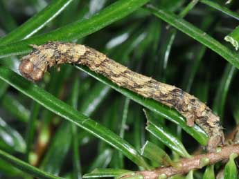  Chenille de Deileptenia ribeata Cl. - Philippe Mothiron