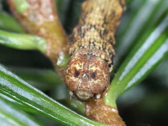  Chenille de Deileptenia ribeata Cl. - Philippe Mothiron