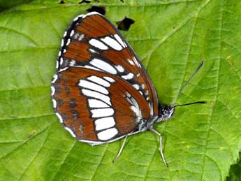 Neptis rivularis Scop. adulte - ©Wolfgang Wagner, www.pyrgus.de