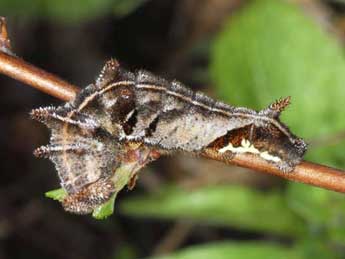  Chenille de Neptis rivularis Scop. - ©Wolfgang Wagner, www.pyrgus.de