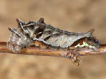  Chenille de Neptis rivularis Scop. - ©Wolfgang Wagner, www.pyrgus.de