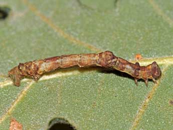  Chenille de Hypomecis roboraria D. & S. - ©Jean-Paul Coat