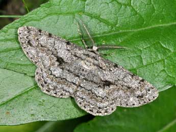 Hypomecis roboraria D. & S. adulte - Philippe Mothiron