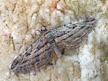 Eupithecia rosmarinata Mill. adulte - ©Daniel Morel