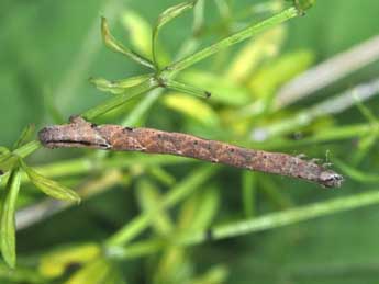  Chenille de Catarhoe rubidata D. & S. - Philippe Mothiron