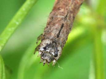  Chenille de Catarhoe rubidata D. & S. - ©Philippe Mothiron