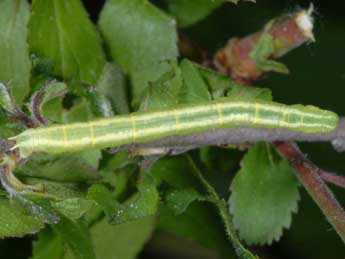  Chenille de Plemyria rubiginata D. & S. - Wolfgang Wagner, www.pyrgus.de