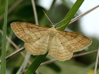 Idaea rufaria Hb. adulte - Michel Billard