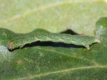  Chenille de Cyclophora ruficiliaria H.-S. - ©Jean-Paul Coat