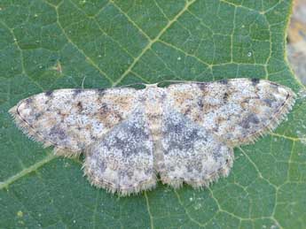 Scopula rufomixtaria Grasl. adulte - ©Lionel Taurand