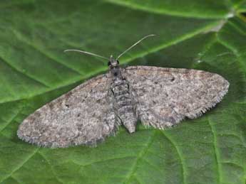 Eupithecia satyrata Hb. adulte - ©Philippe Mothiron