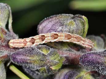  Chenille de Eupithecia satyrata Hb. - ©Philippe Mothiron