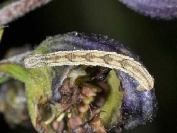  Chenille de Eupithecia satyrata Hb. - ©Philippe Mothiron