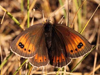 Erebia scipio Bsdv. adulte - ©Daniel Morel