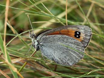 Erebia scipio Bsdv. adulte - ©Daniel Morel