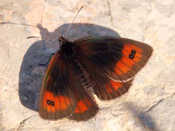 Erebia scipio Bsdv. adulte - ©Daniel Morel