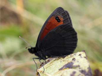 Erebia scipio Bsdv. adulte - ©Daniel Morel